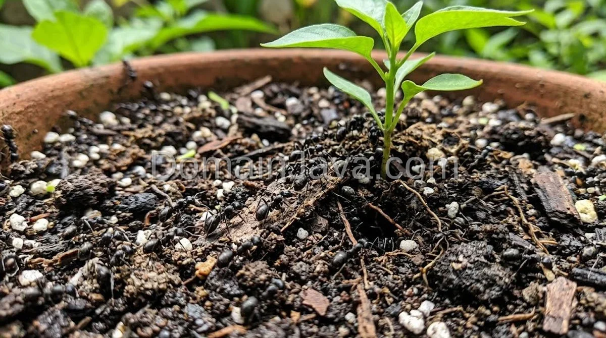 12 Cara Menghilangkan Semut Hitam di Media Tanam Tanpa Merusak Akar Tanaman