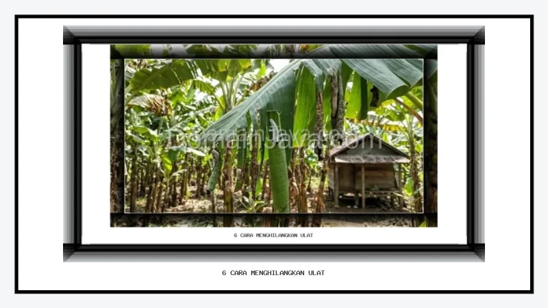 6 Cara Menghilangkan Ulat Penggulung Daun Pisang dan Panduan Perawatan Tanaman
