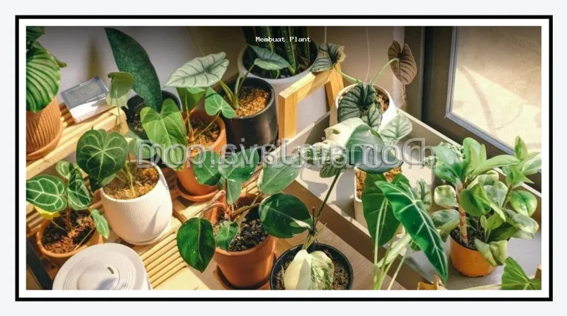 Cara Membuat Plant Corner di Rumah Tanpa Menguras Kantong