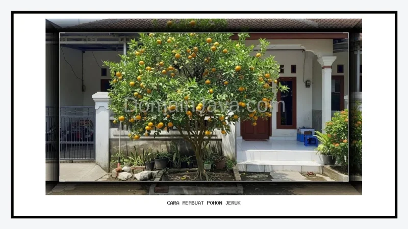 Cara Membuat Pohon Jeruk Cepat Berbuah di Halaman Sempit