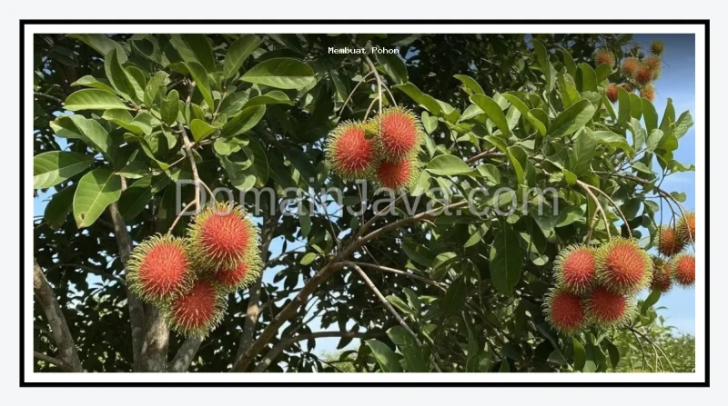 Cara Membuat Pohon Rambutan Berbuah Di Luar Musim Dan Lebat Sepanjang Tahun
