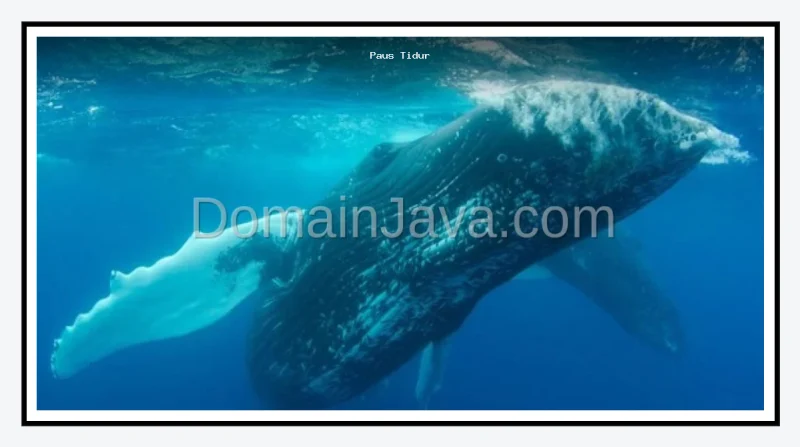 Cara paus tidur di laut tanpa tenggelam terungkap lewat riset terbaru