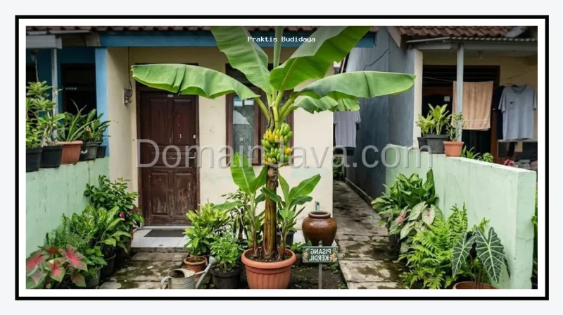 Panduan Praktis Budidaya Pohon Pisang Kerdil di Lahan Sempit
