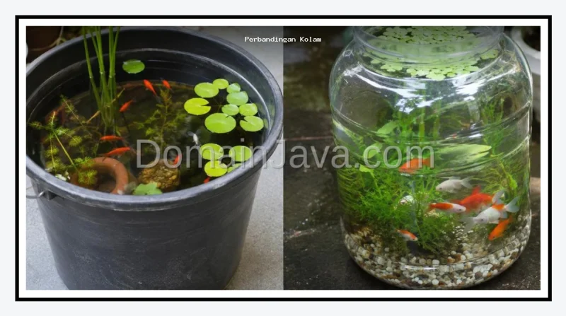 Perbandingan Kolam Mini Galon Bekas vs Ember untuk Ikan Hias